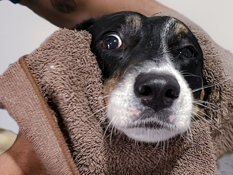 Perro envuelto en una toalla durante su baño en Marley's Paw