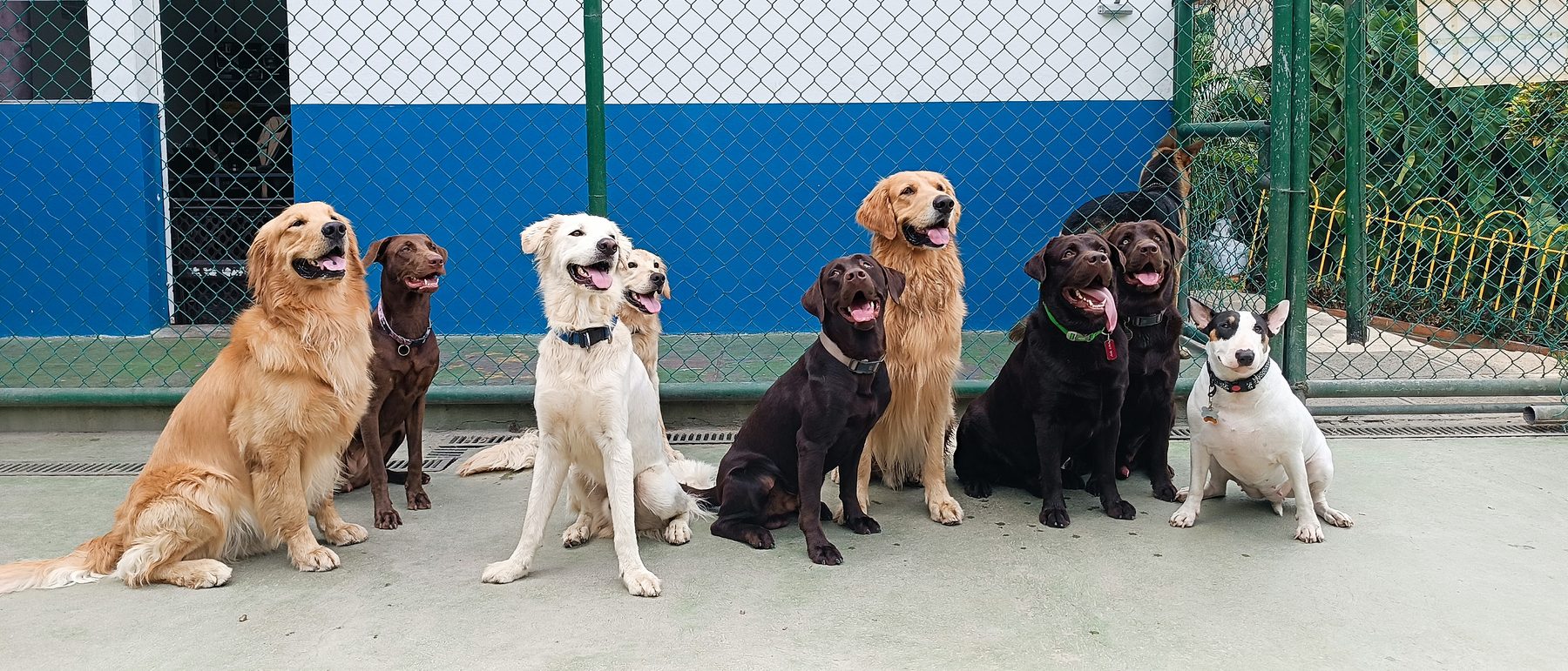 Nueve perros sentados en fila en el patio de Marley's Paw